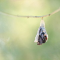 Paon du jour (Aglais io) - Emergence