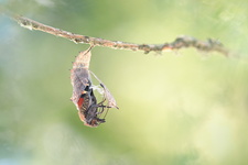 Paon du jour (Aglais io) - Emergence