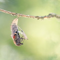 Paon du jour (Aglais io) - Emergence