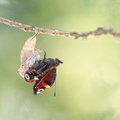 Paon du jour (Aglais io) - Emergence