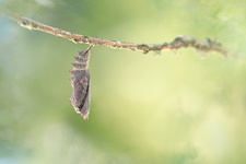 Paon du jour (Aglais io) - Emergence