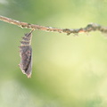 Paon du jour (Aglais io) - Emergence