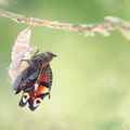 Paon du jour (Aglais io) - Emergence