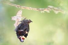 Paon du jour (Aglais io) - Emergence