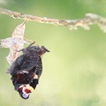 Paon du jour (Aglais io) - Emergence