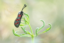 Zygène cendrée (Zygaena rhadamanthus)