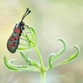Zygène cendrée (Zygaena rhadamanthus)