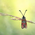 Zygène cendrée (Zygaena rhadamanthus)