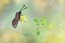 Zygène cendrée (Zygaena rhadamanthus)
