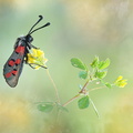 Zygène cendrée (Zygaena rhadamanthus)