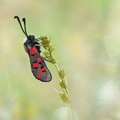 Zygène cendrée (Zygaena rhadamanthus)