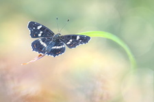 Carte géographique (Araschnia levana) - génération estivale (forme prorsa)