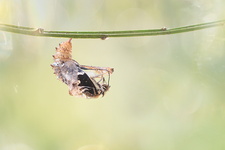 Carte géographique (Araschnia levana) - Emergence génération estivale (forme prorsa)