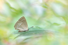 Thécla du Chêne (Quercusia quercus)