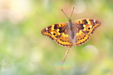 Petit Mars changeant (Apatura ilia) femelle de forme clytie