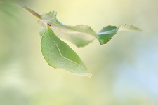 Petit Mars changeant (Apatura ilia) - Chrysalide