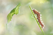 Robert-le-diable (Polygonia c-album) - Chenille dernier stade