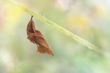 Robert-le-diable (Polygonia c-album) - Chrysalide