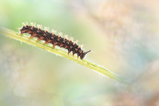 Carte géographique (Araschnia levana) - Chenille