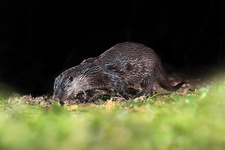 Loutre d'Europe (Lutra lutra)