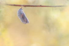 Pacha à deux queues (Charaxes jasius) - Emergence 1/8