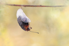 Pacha à deux queues (Charaxes jasius) - Emergence 4/8