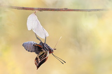 Pacha à deux queues (Charaxes jasius) - Emergence 6/8