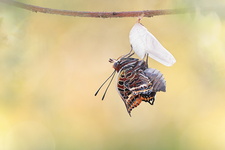 Pacha à deux queues (Charaxes jasius) - Emergence 7/8