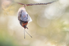 Pacha à deux queues (Charaxes jasius) - Emergence