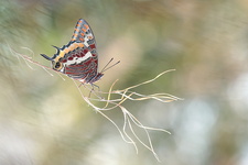 Pacha à deux queues (Charaxes jasius) - femelle