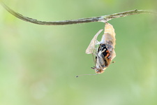 Belle-Dame (Vanessa cardui) -Emergence