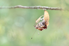 Belle-Dame (Vanessa cardui) - Emergence