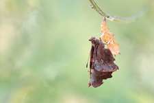 Robert-le-diable (Polygonia c-album) - Emergence