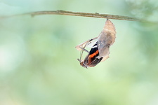 Vulcain (Vanessa atalanta) - Emergence