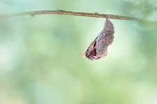 Vulcain (Vanessa atalanta) - Emergence