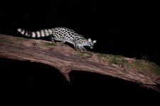 Genette commune (Genetta genetta)