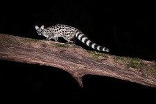 Genette commune (Genetta genetta)
