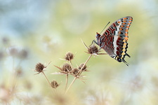 Pacha à deux queues (Charaxes jasius) - femelle