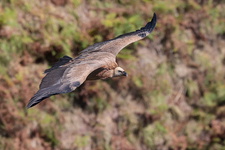 Vautour fauve (Gyps fulvus) juvénile