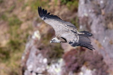 Vautour fauve (Gyps fulvus)