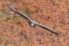 Vautour fauve (Gyps fulvus)