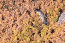 Vautour fauve (Gyps fulvus)
